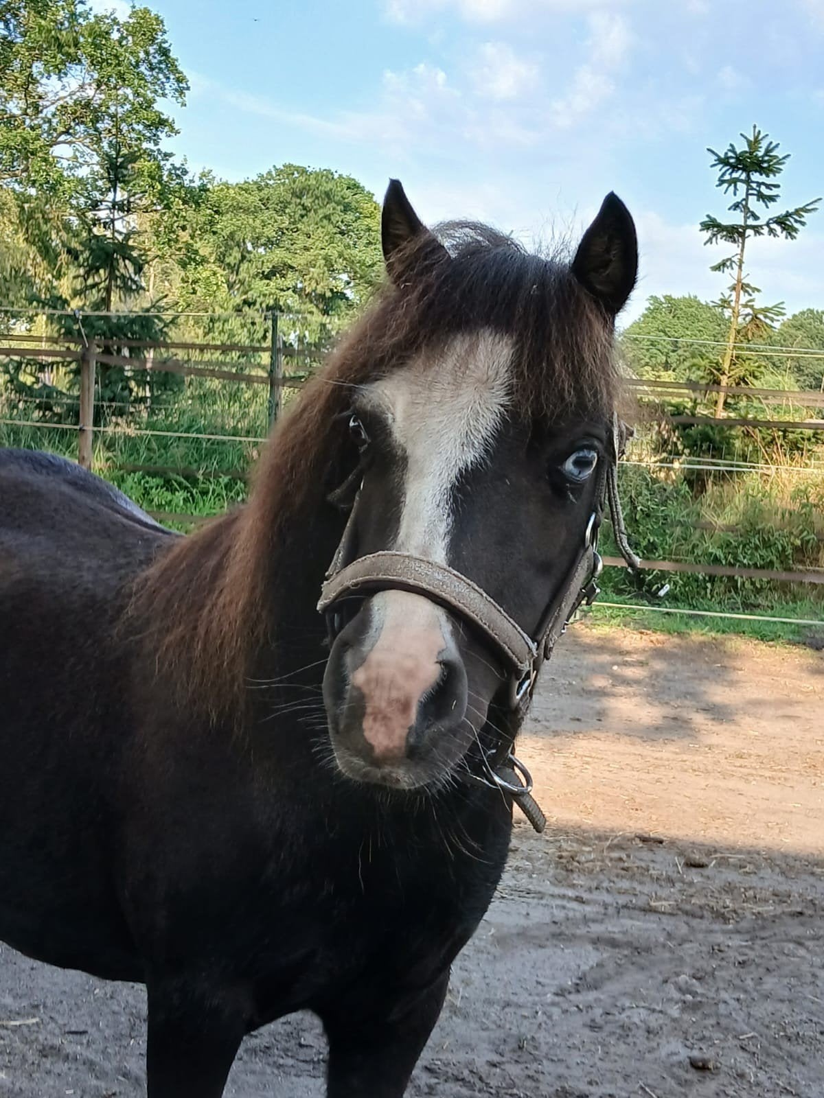 AMHA gefokte merrie, minipaardje, Dieren en Toebehoren, Merrie, A pony (tot 1.17m)