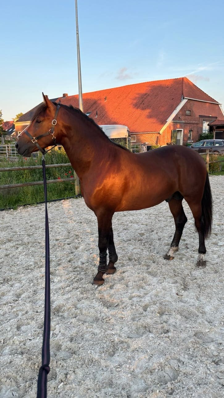 Knappe 2 jarige hengst te koop, Dieren en Toebehoren, Paarden, Hengst, Minder dan 160 cm, Ontwormd, 0 tot 2 jaar
