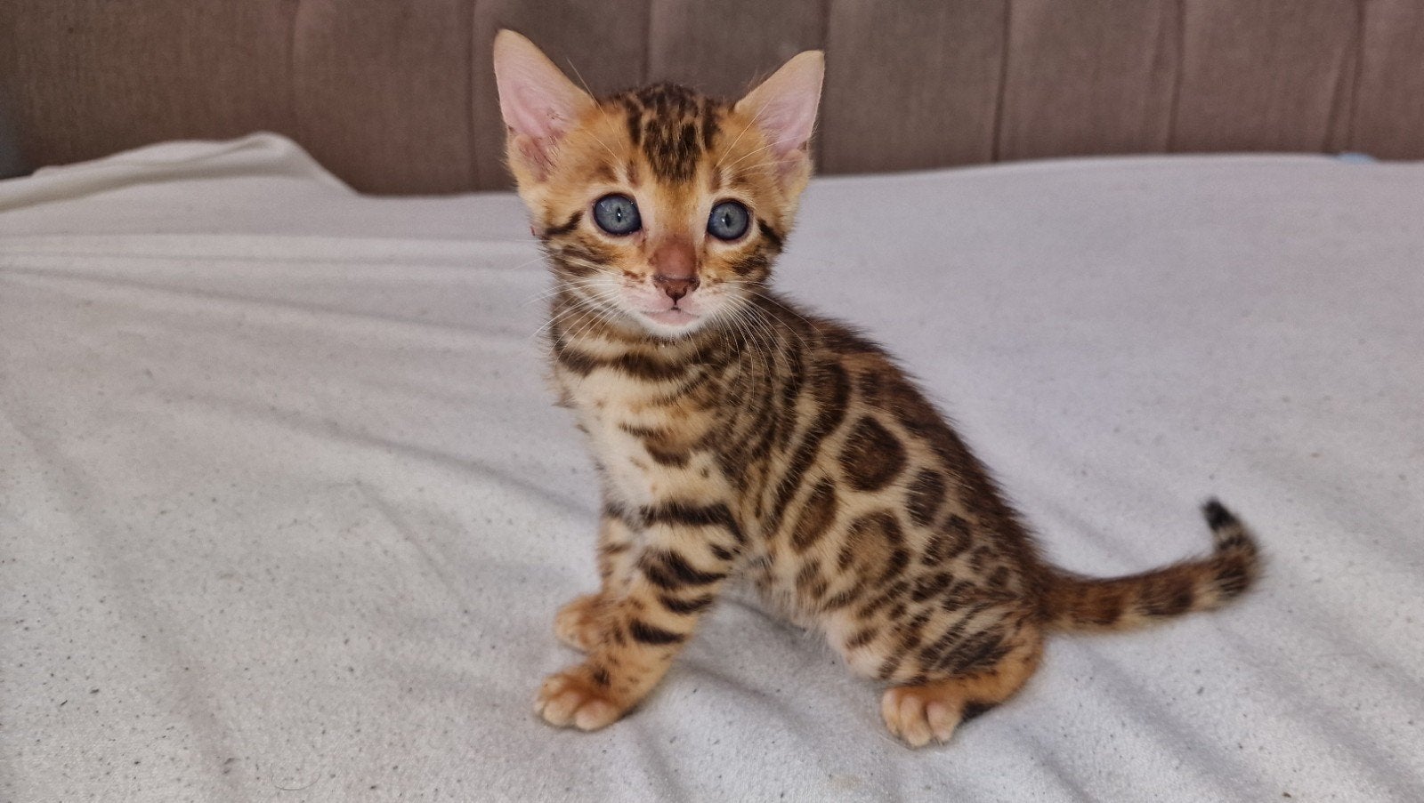 Bengaalse kittens, Dieren en Toebehoren, Katten en Kittens | Raskatten | Korthaar, Meerdere dieren, Ontwormd, 0 tot 2 jaar