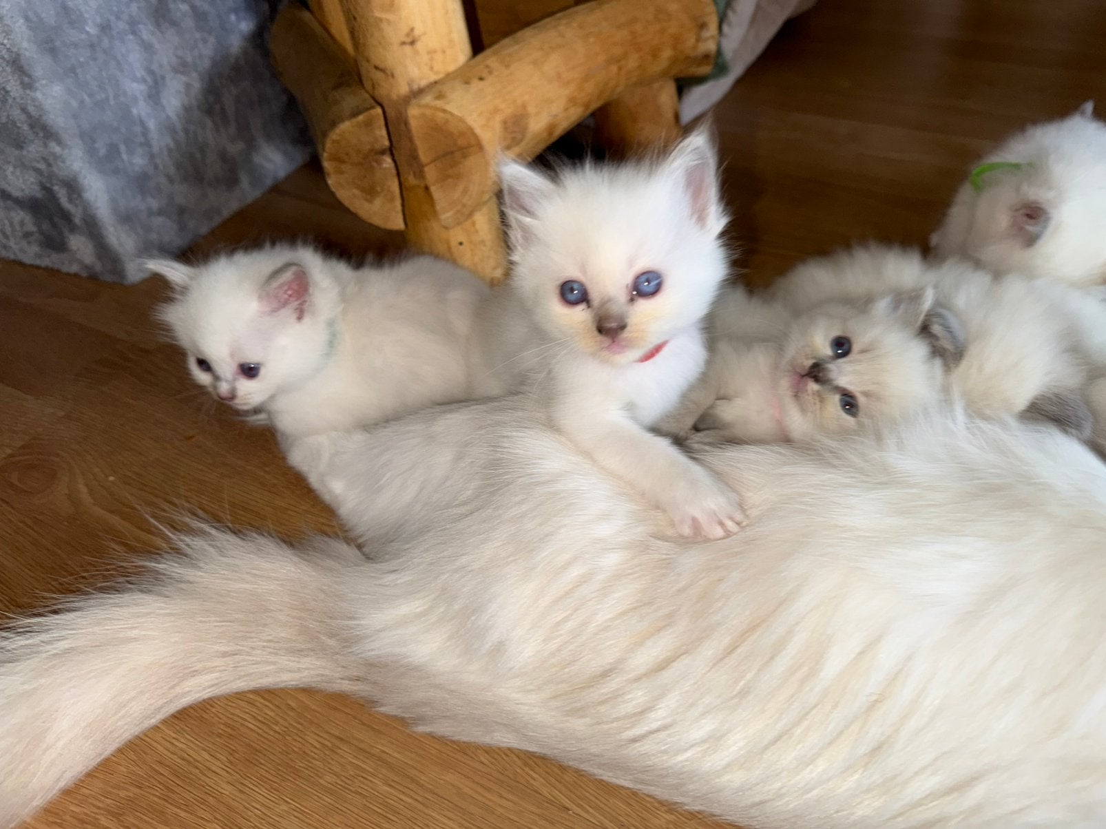 Ragdoll kittens! 4 poesjes/3 katertjes 🐾 🥰, Meerdere dieren