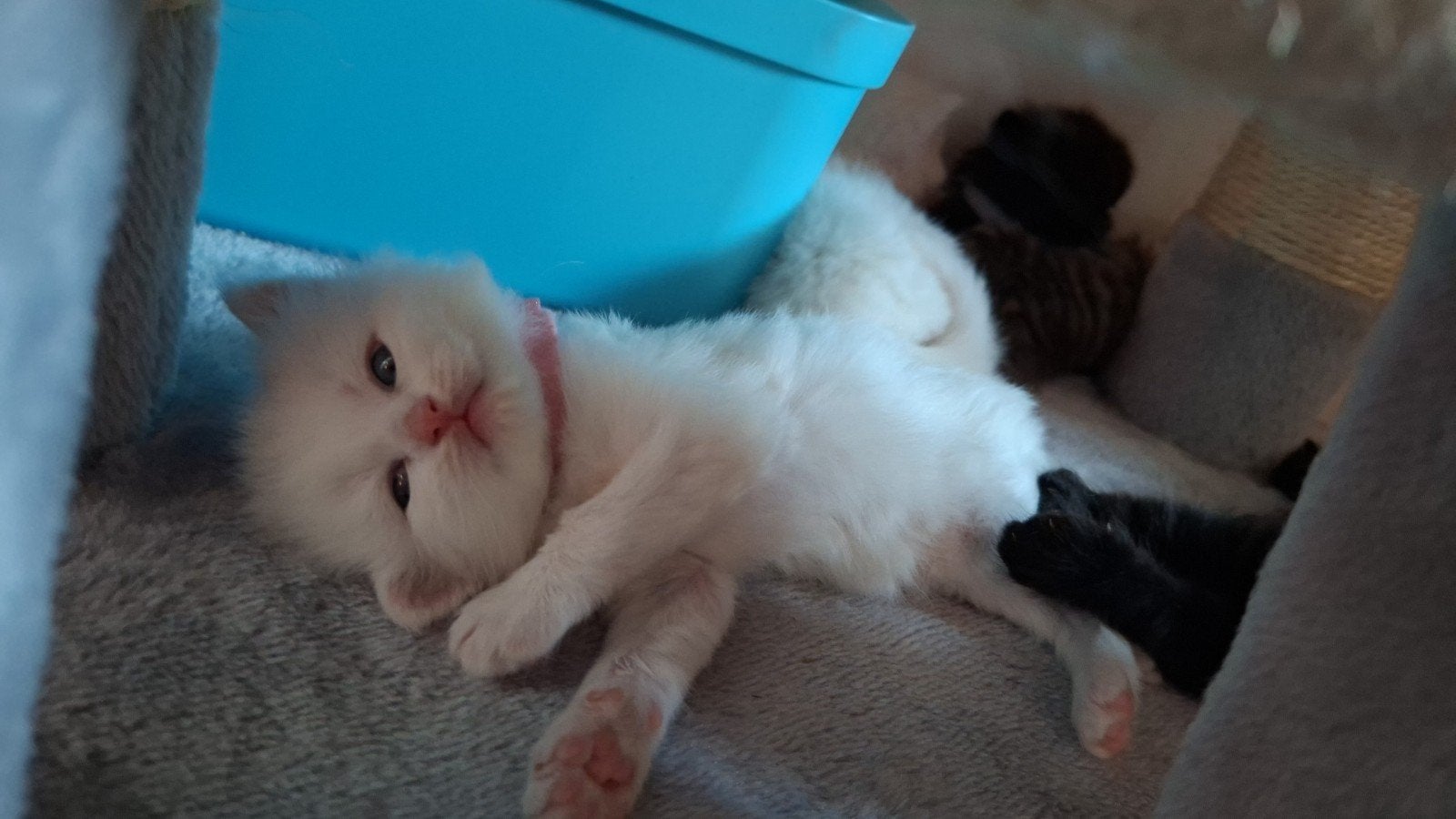 Ragdoll MainCoon kittens, Dieren en Toebehoren, Meerdere dieren, Gechipt