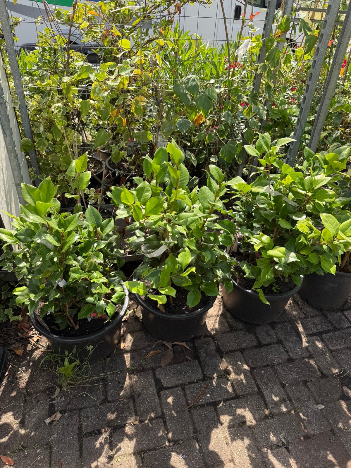 Camelia dr king  grote volle bak leuk voor vroege voorjaar, Vaste plant, Halfschaduw, Lente, Ophalen
