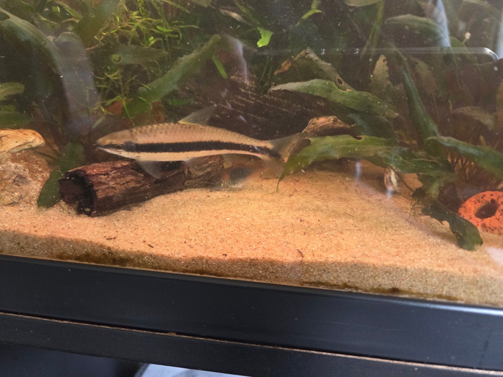 3 x grote Chinese algeneter, 1 x dwergbotia, Vis