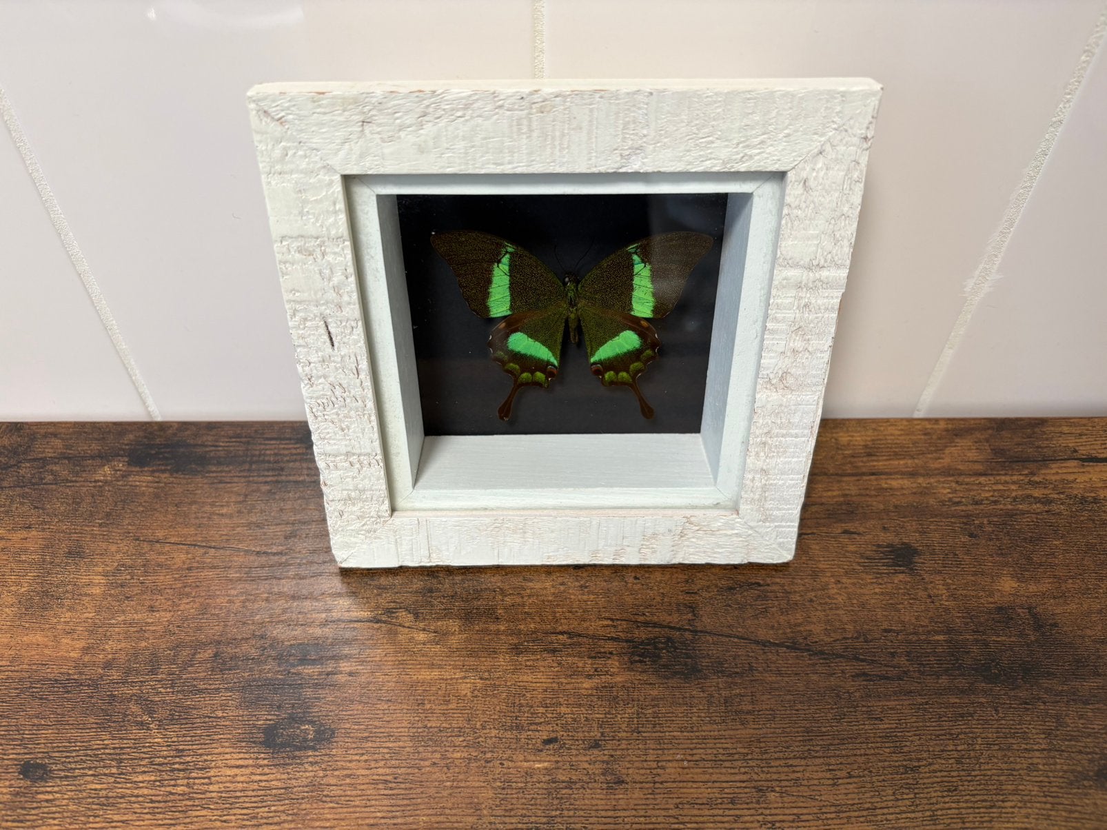 Geprepareerde vlinder in een 3d lijst, Ophalen of Verzenden, Insect, Opgezet dier