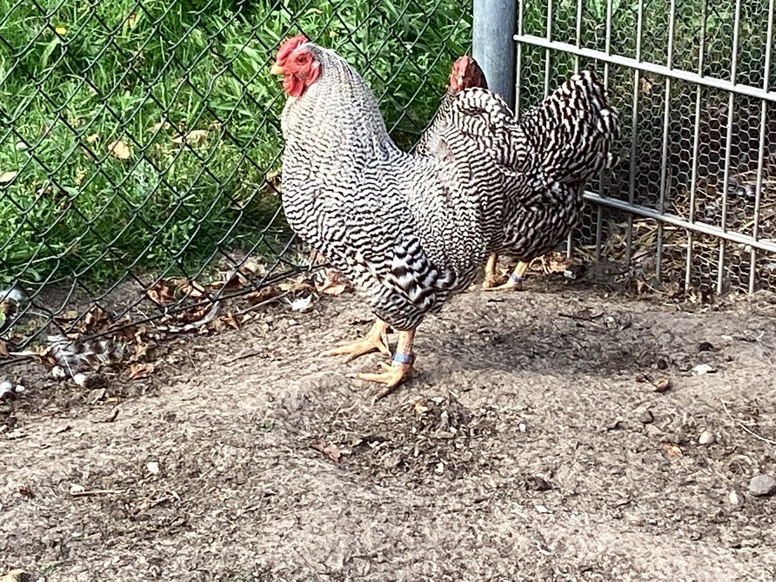 Wyandotte kriel kippen, Meerdere dieren, Kip