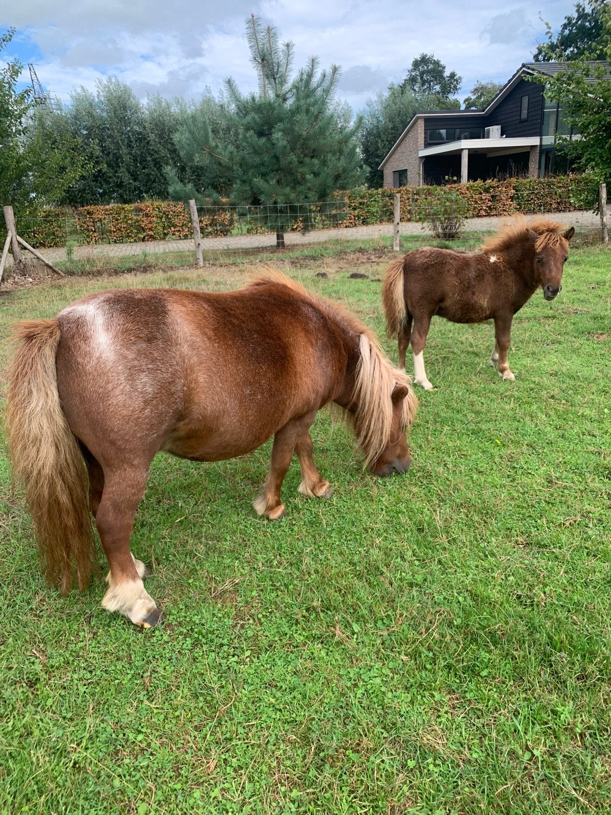 Shetlander merrie met hengstveulen, Niet van toepassing, A pony (tot 1.17m), Recreatiepony, Meerdere dieren
