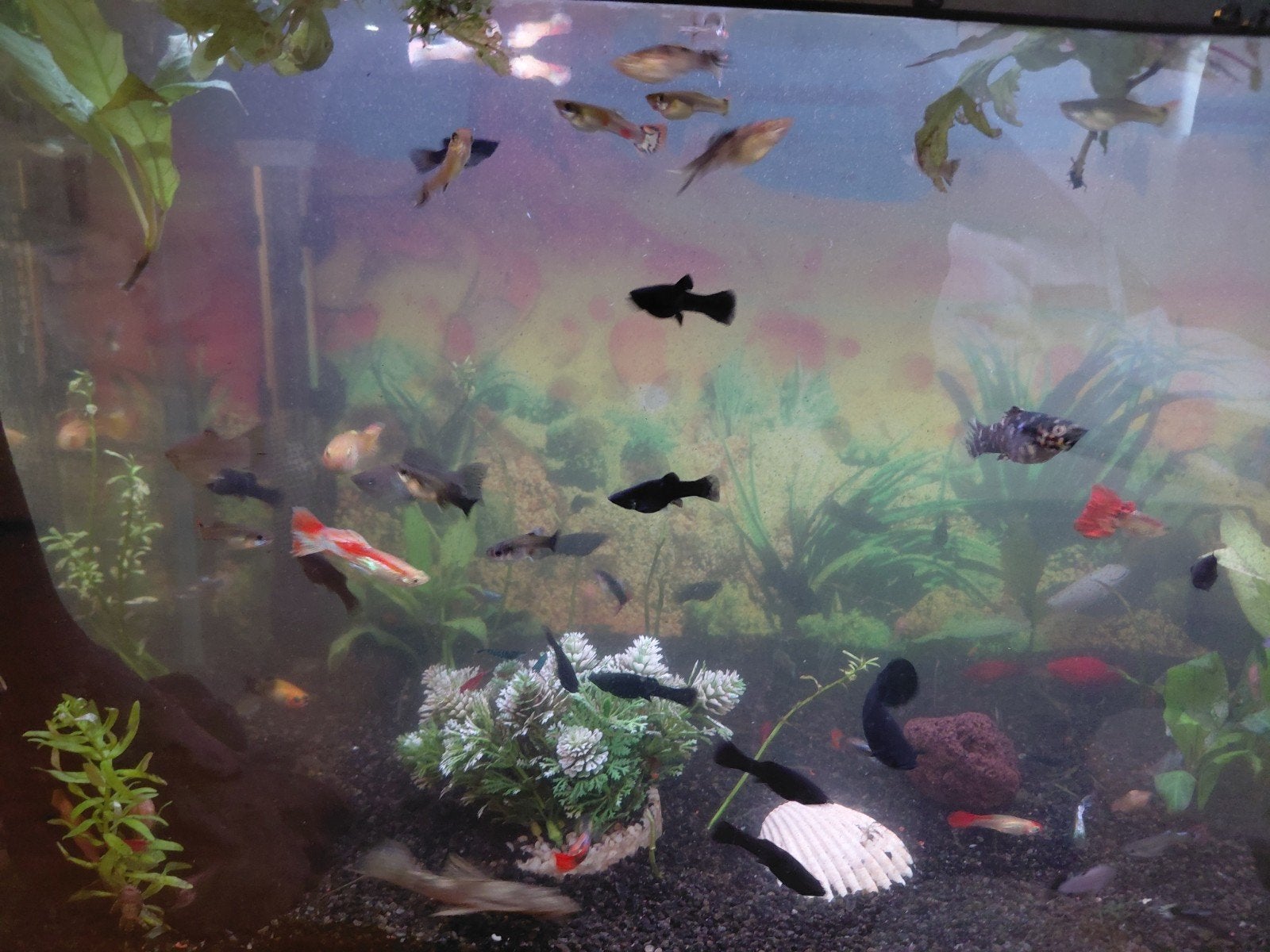 Molly's, platy's en guppen vissen te koop!!, Dieren en Toebehoren, Vis, Zoetwatervis, Schoolvis
