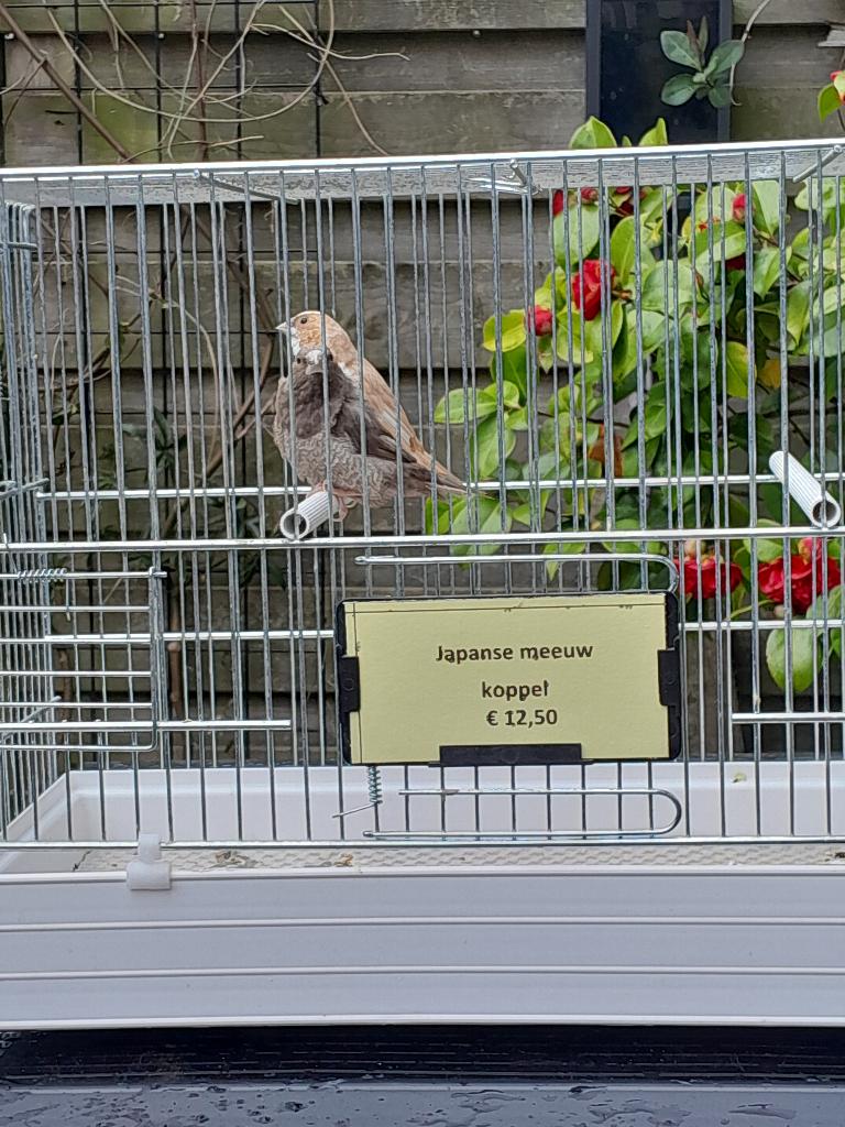 Japanse meeuwen koppel, Dieren en Toebehoren, Meerdere dieren, Tropenvogel, Geringd