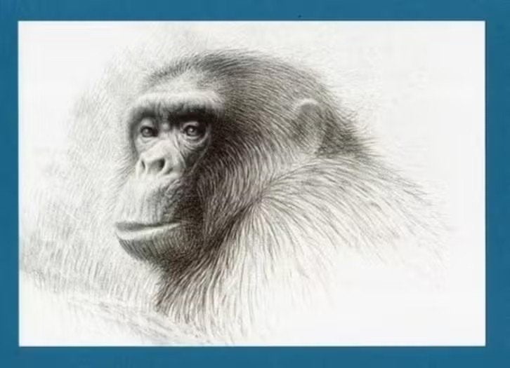 Pentekening Aap Chimpansee Bob door Theo Zwinderman., Ophalen of Verzenden, Zo goed als nieuw