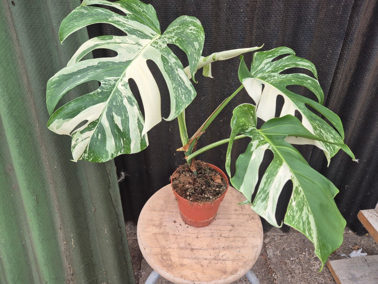 Monstera Deliciosa Variegata p15 (F)