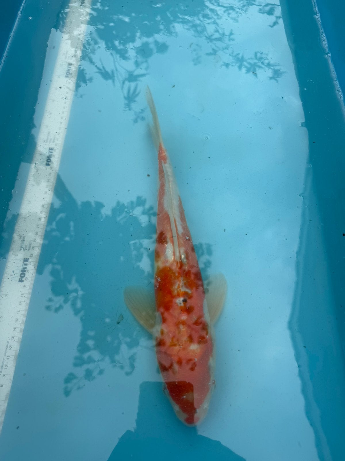 Doitsu Hariwake Koi, Dieren en Toebehoren, Vissen | Vijvervissen, Karper of Koi