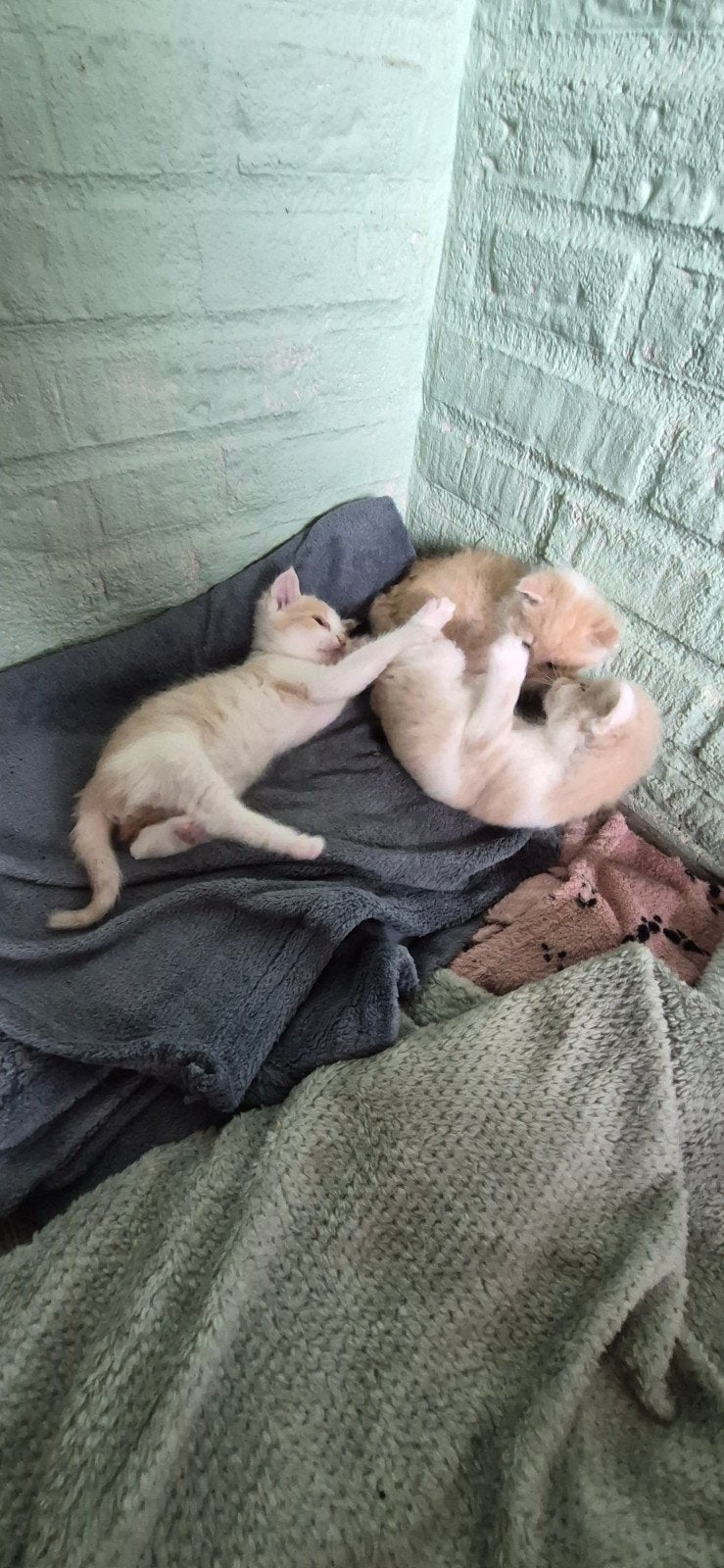 Lieve kittens, Dieren en Toebehoren