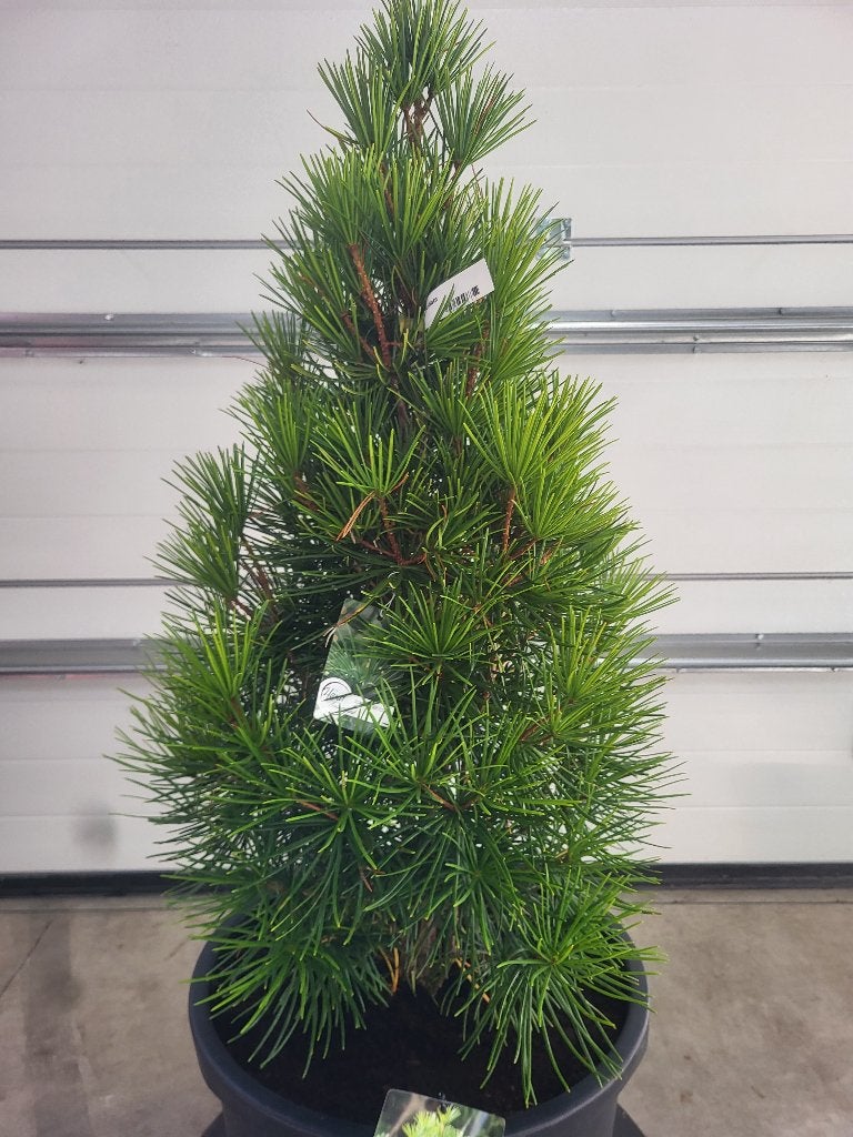 Sciadopitys verticillata-Kransspar, Bloeit niet, Zuilboom, Ophalen, Volle zon