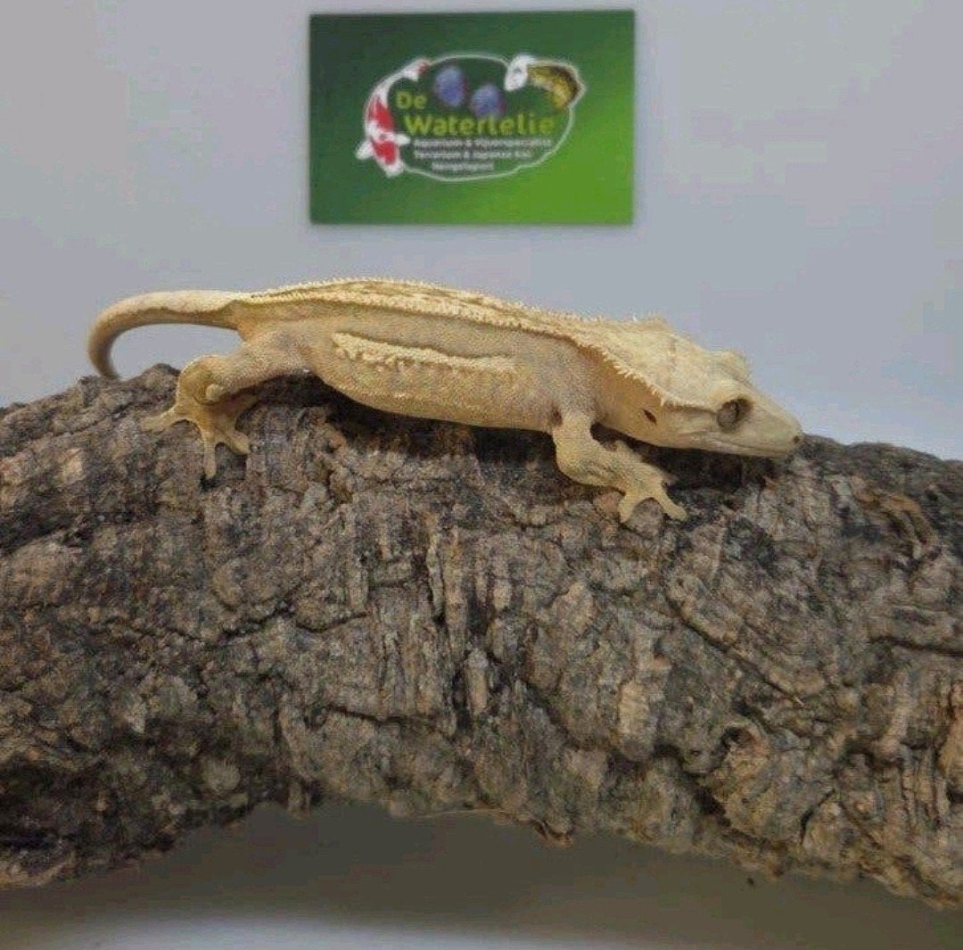 Wimpergekko vrouw 25% Korting Crested Gecko - female for sale from De Waterlelie BV