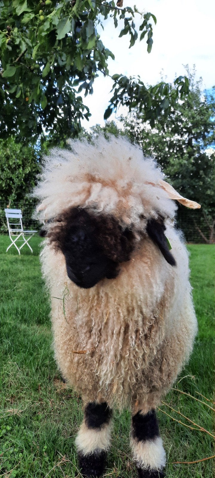 prachtige wol van onze walliser schwarznase schapen, Ophalen of Verzenden, Nieuw, Breien of Haken, Wol of Garen