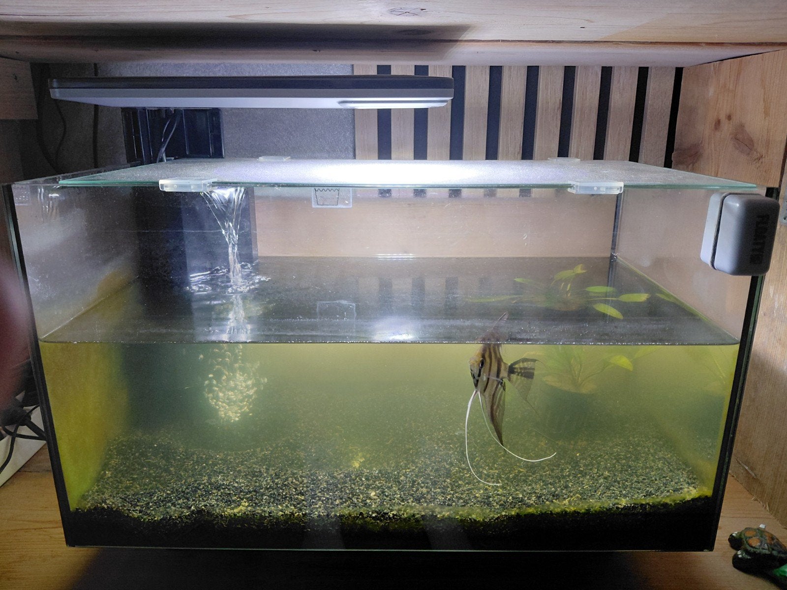 Aquarium met een maanvis, Ophalen