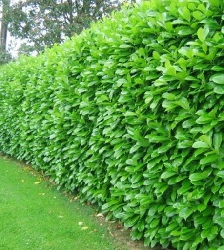 Prunus l. Novita (volle struiken!) IN POT! 125+ hoog, Ophalen of Verzenden, Laurier, Struik, 100 tot 250 cm