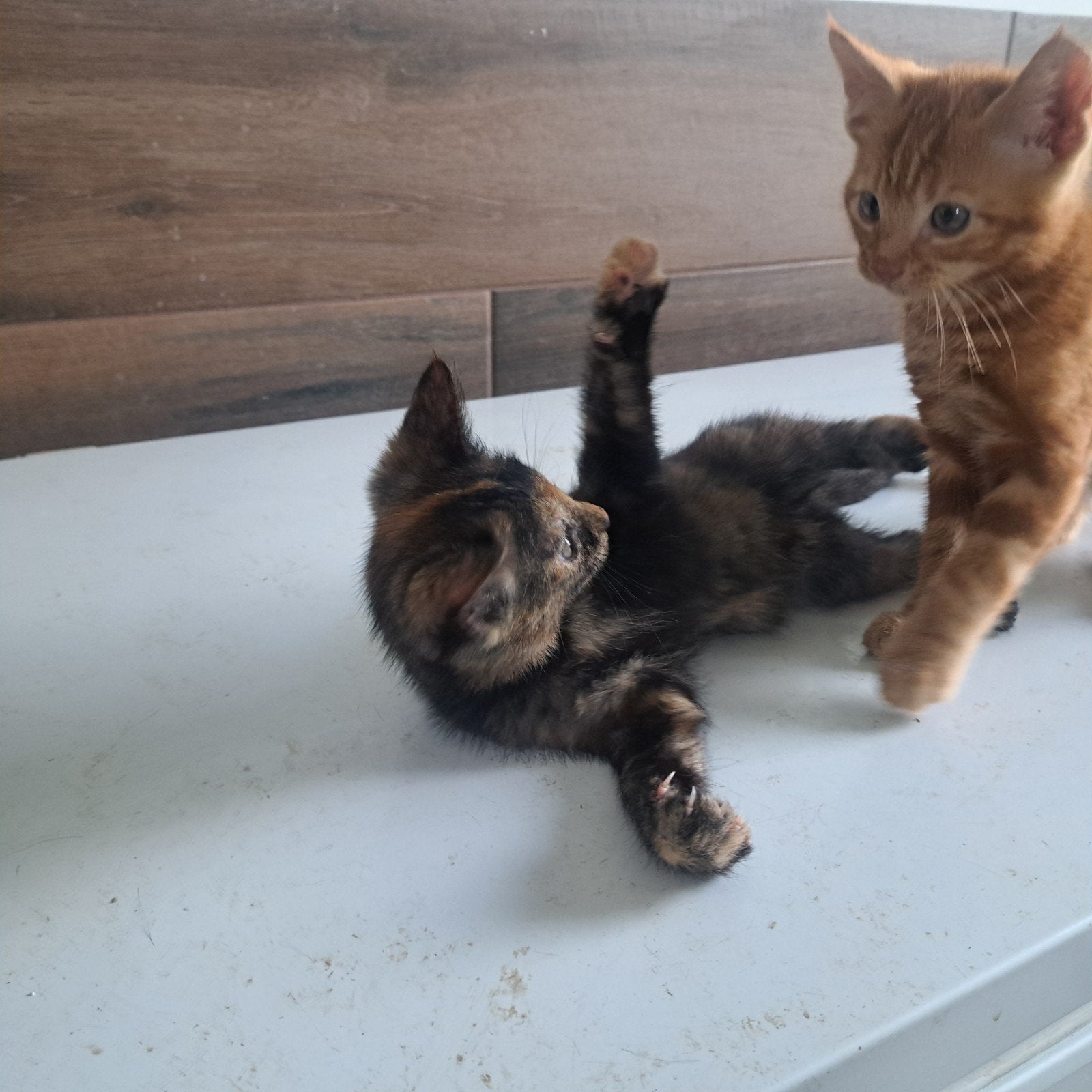 Lieve kittens, rode katertje en schildpad poesje, Dieren en Toebehoren, Katten en Kittens | Raskatten | Korthaar, Meerdere dieren