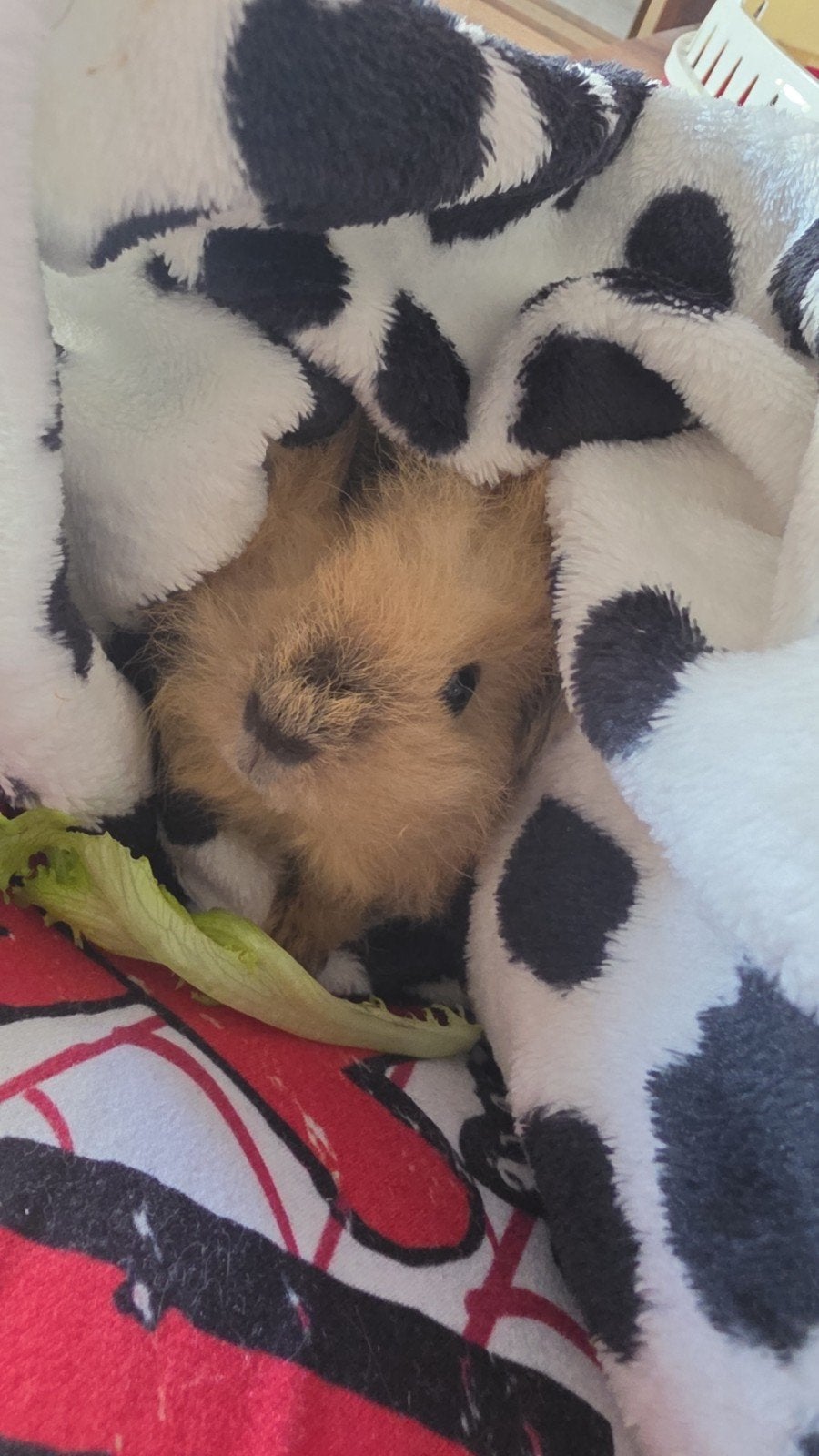2 baby cavia's van 3 maanden met toebehoren, Dieren en Toebehoren, Juli, Mannelijk, Cavia