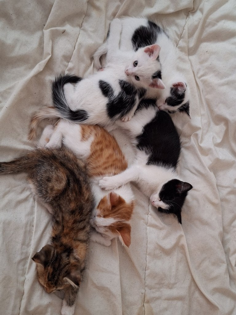Lieve kittens - jongens en meisjes, Meerdere dieren, 0 tot 2 jaar