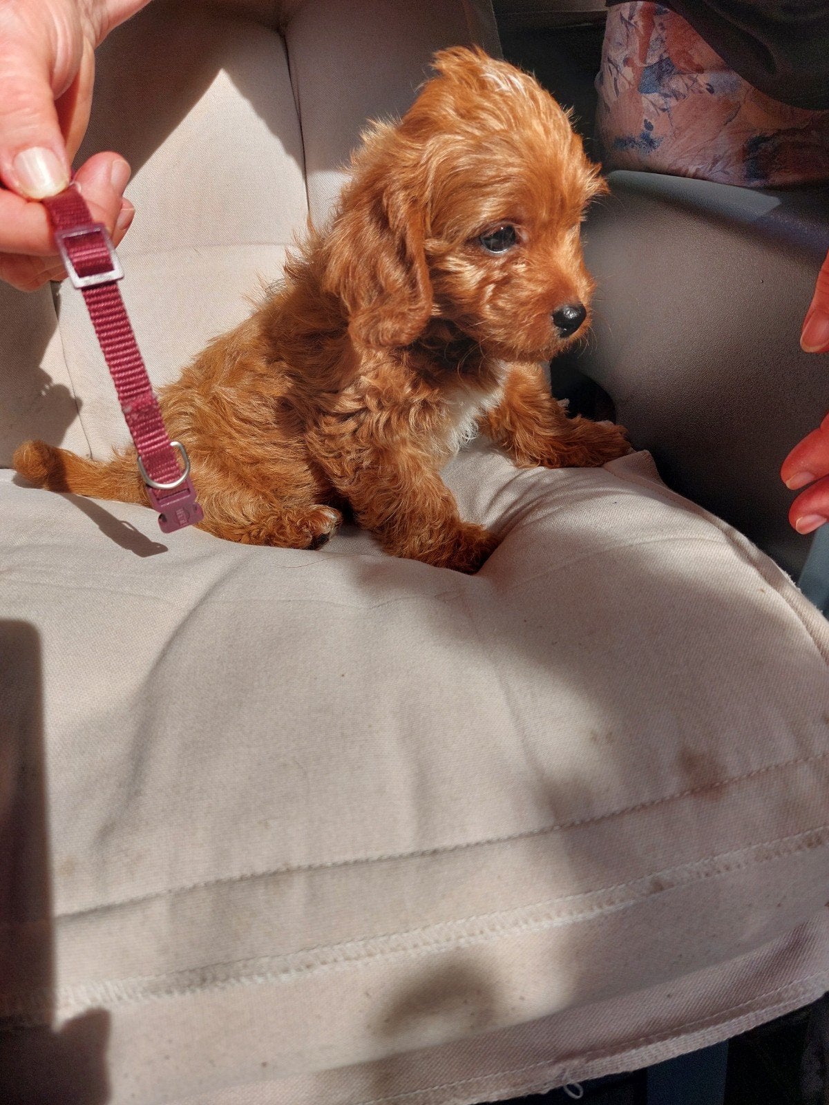 mix pups te koop, Overige rassen, 8 tot 15 weken, CDV (hondenziekte), Meerdere