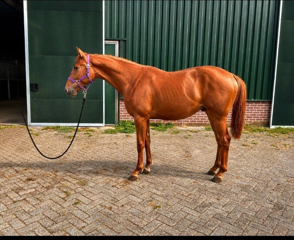 Prachtige vos jaarling hengst 2025, Hengst, Minder dan 160 cm, Dressuurpaard, 0 tot 2 jaar