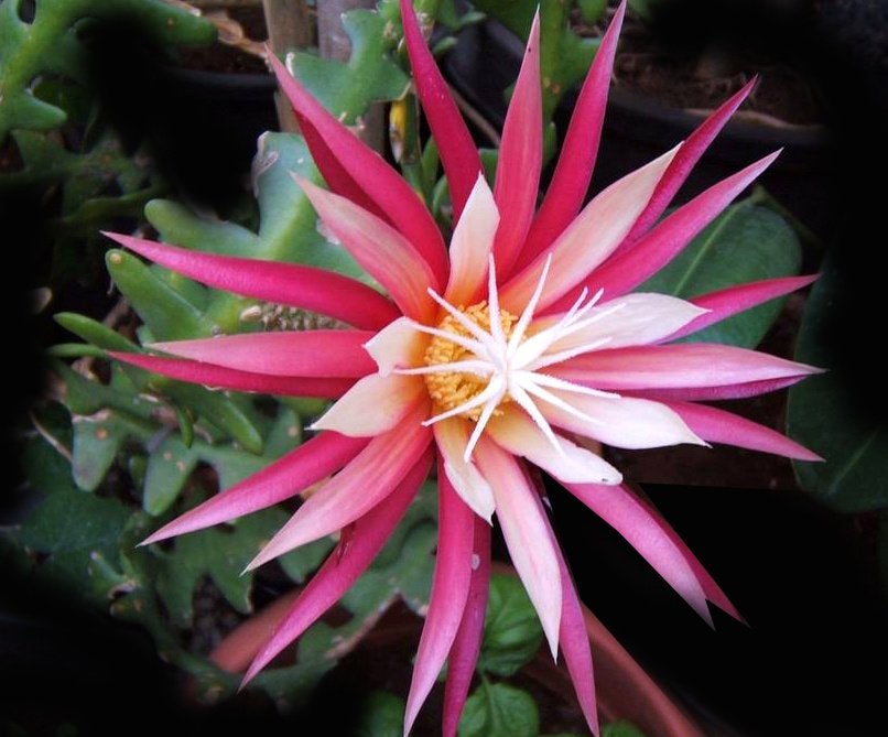 cactus - Selenicereus anthonyanus - Epiphyllum, Ophalen of Verzenden, Cactus, Volle zon, Minder dan 100 cm