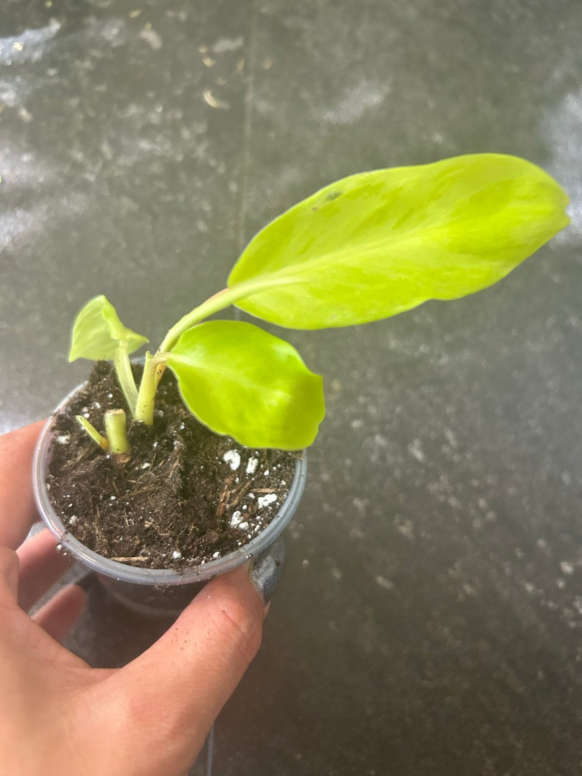 Philodendron Thai Sunrise - Jonge Plant, Ophalen of Verzenden, Halfschaduw, Minder dan 100 cm