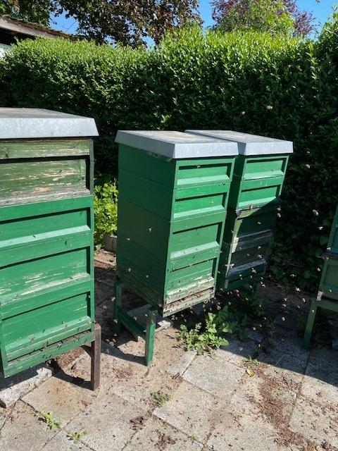 Complete bijenvolken te koop (Zander & DNM), Dieren en Toebehoren, Bijen