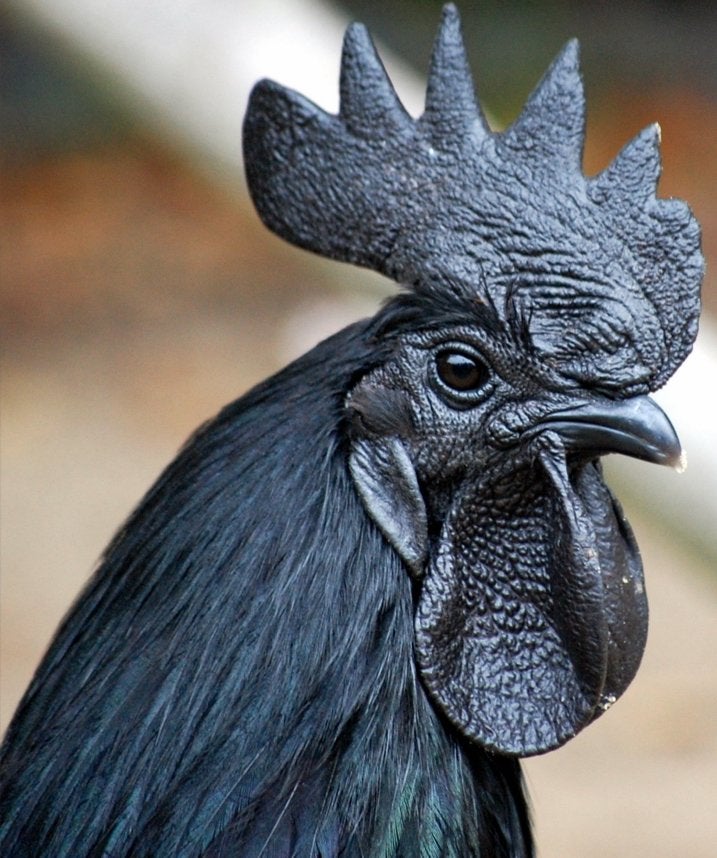Ayam Cemani – Broedeieren & kuikens te koop, Meerdere dieren, Kip