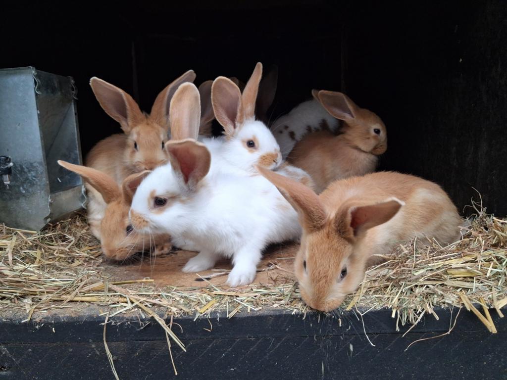 Vlaamse reuzen, Dieren en Toebehoren, Konijnen, Meerdere dieren, Groot, 0 tot 2 jaar