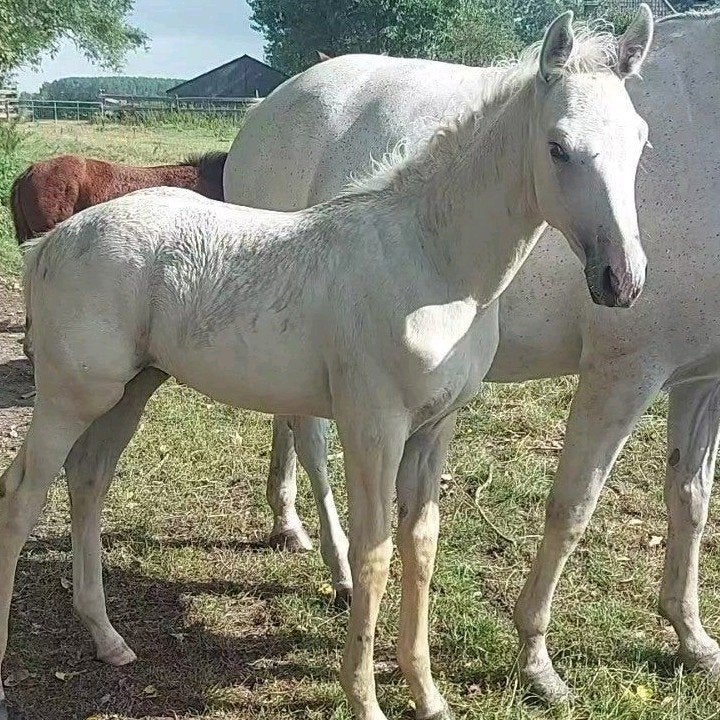 Palomino hengsten veulen, Hengst, Dressuurpaard, Met stamboom, 0 tot 2 jaar