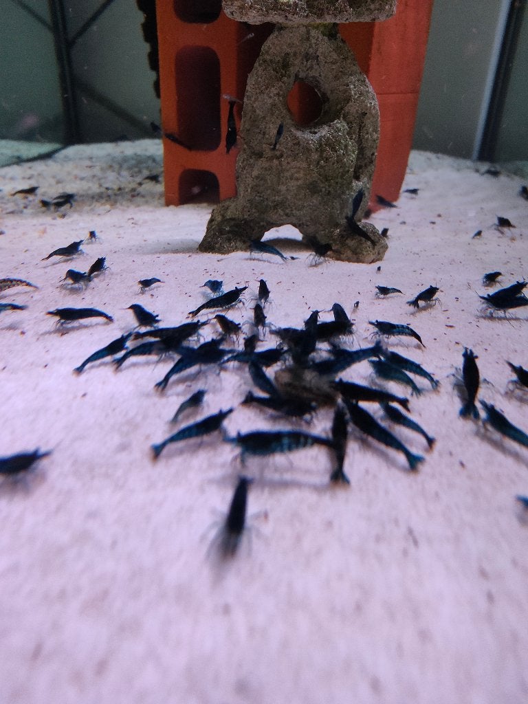 Blauwe garnalen ( neo caridina), Dieren en Toebehoren, Vissen | Aquariumvissen, Kreeft, Krab of Garnaal, Zoetwatervis