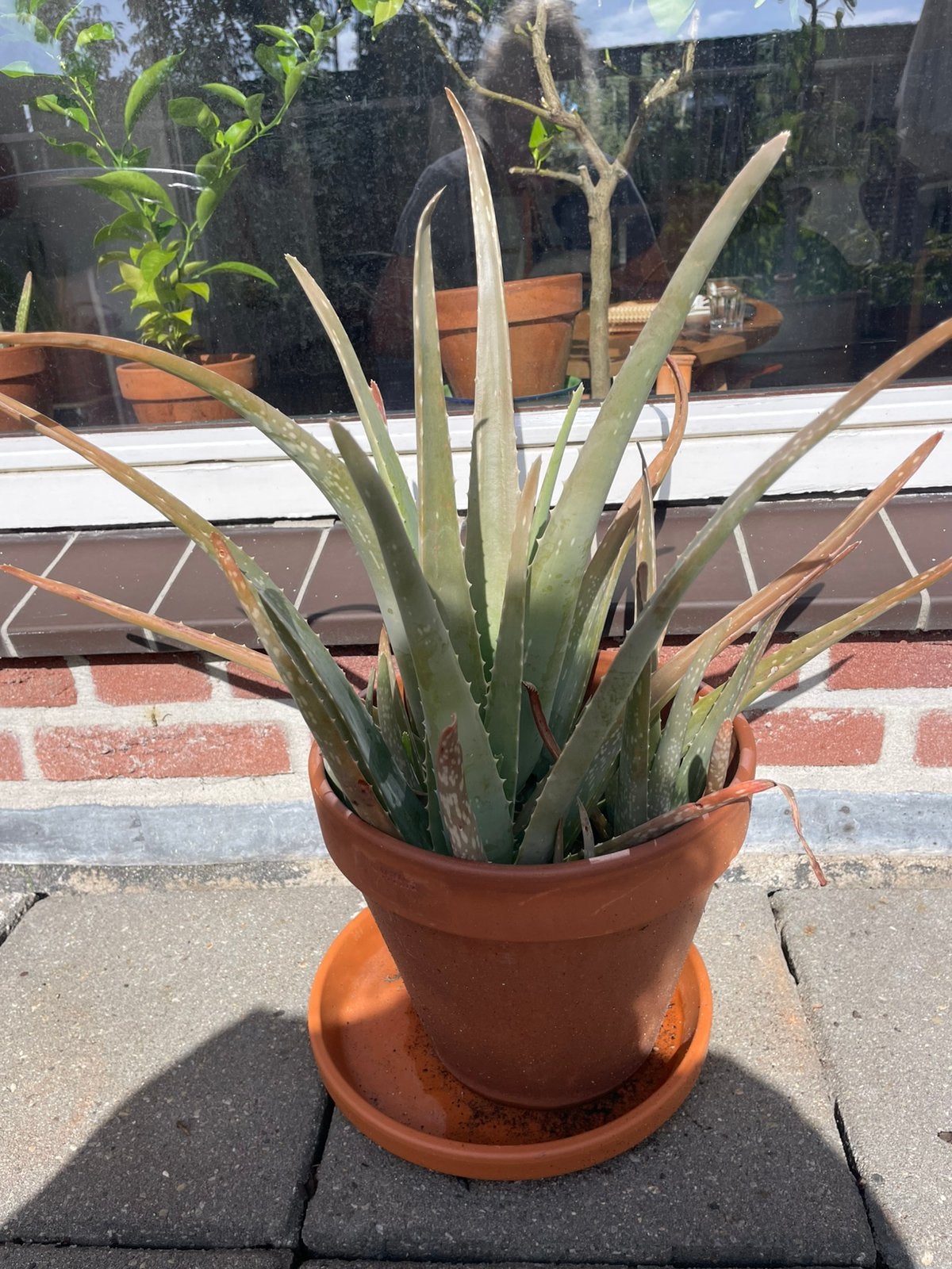 Aloe vera plant, Ophalen, Overige soorten, Volle zon
