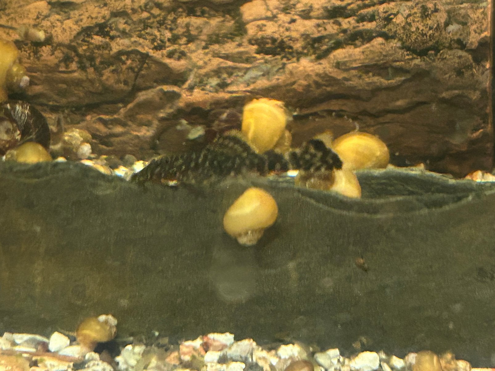 Aquarium Appelslakken, Ancistrus Vissen houden alles schoon., Dieren en Toebehoren, Vis