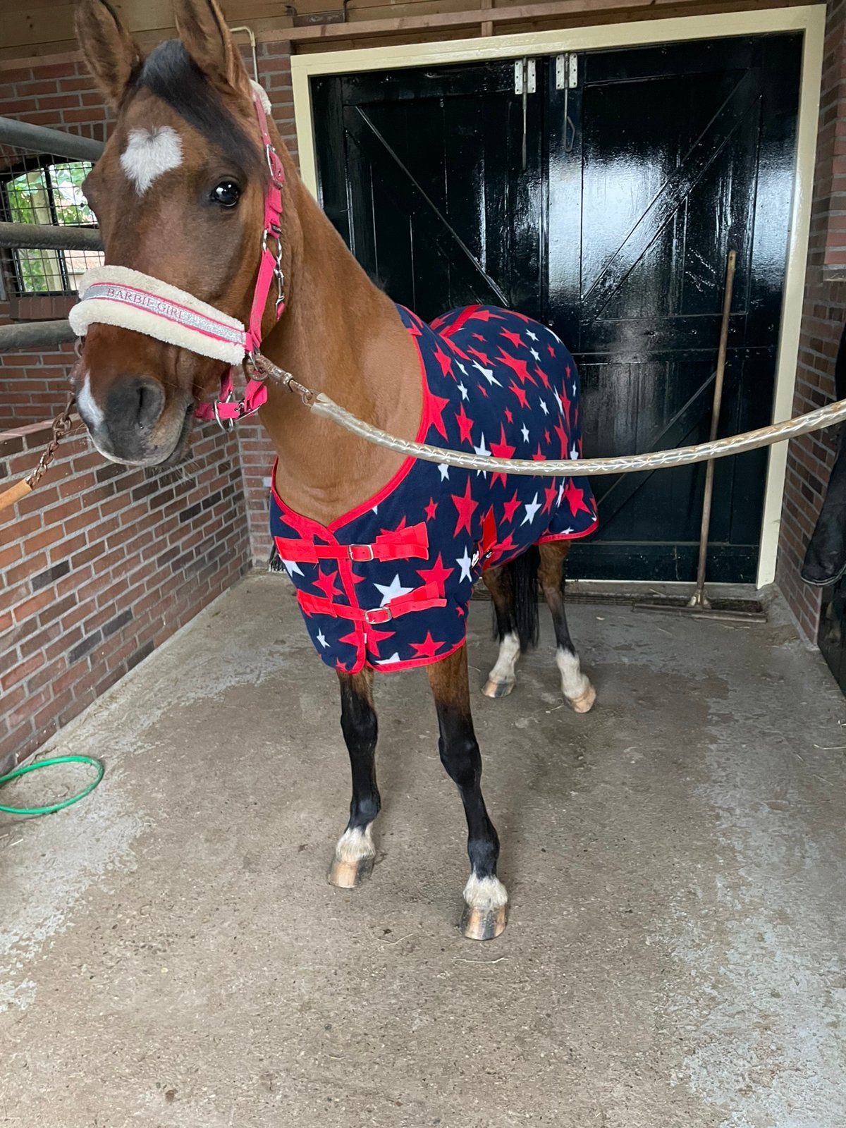 Leuke pony, Merrie, Minder dan 160 cm, Recreatiepaard, 0 tot 2 jaar
