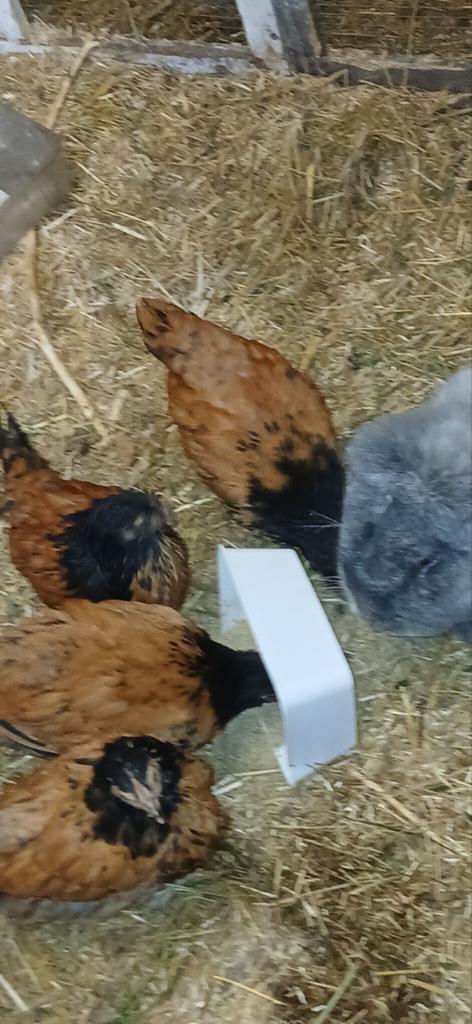 Vorkwerk hanen, Dieren en Toebehoren, Mannelijk, Kip