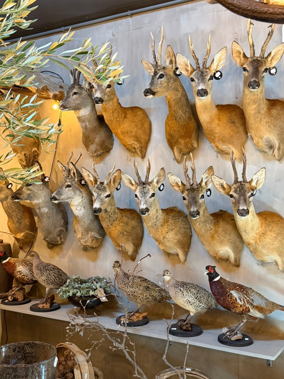 Ree reebok reekop hert taxidermie veluwe, Ophalen, Nieuw, Hert, Gewei of Kop