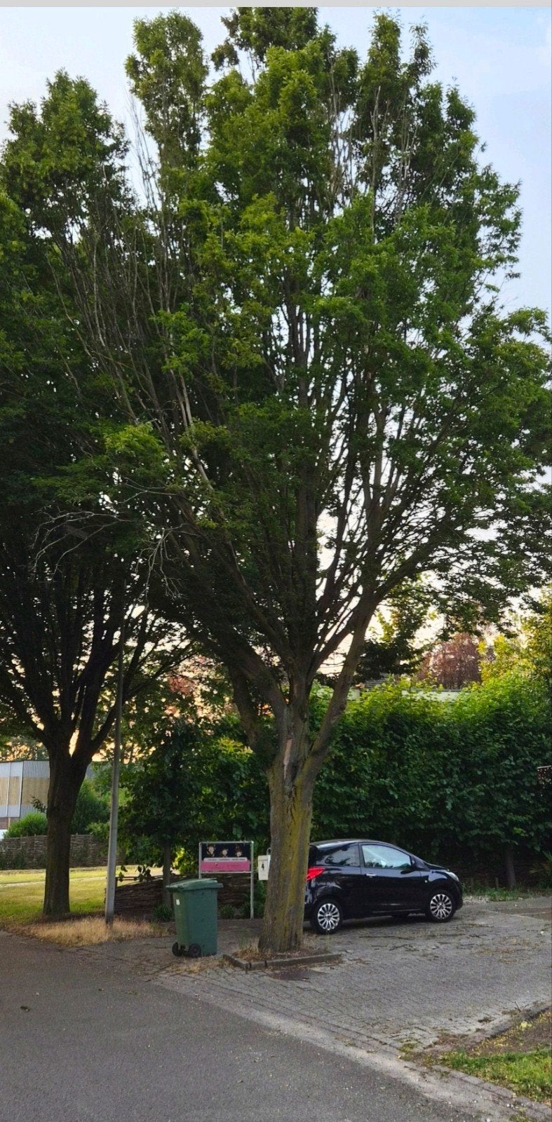 GRATIS Hout - BOOM!, Ophalen, Volle zon, Overige soorten