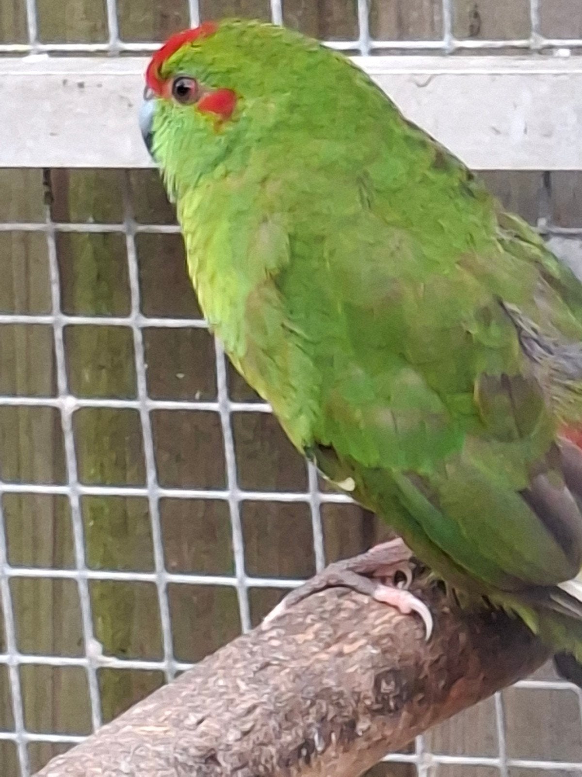 kakariki, Meerdere dieren, Parkiet