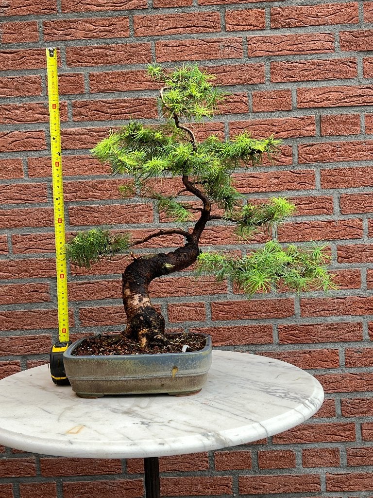 Bonsai larix, Tuin en Terras, In pot, Halfschaduw, Lente, Minder dan 100 cm