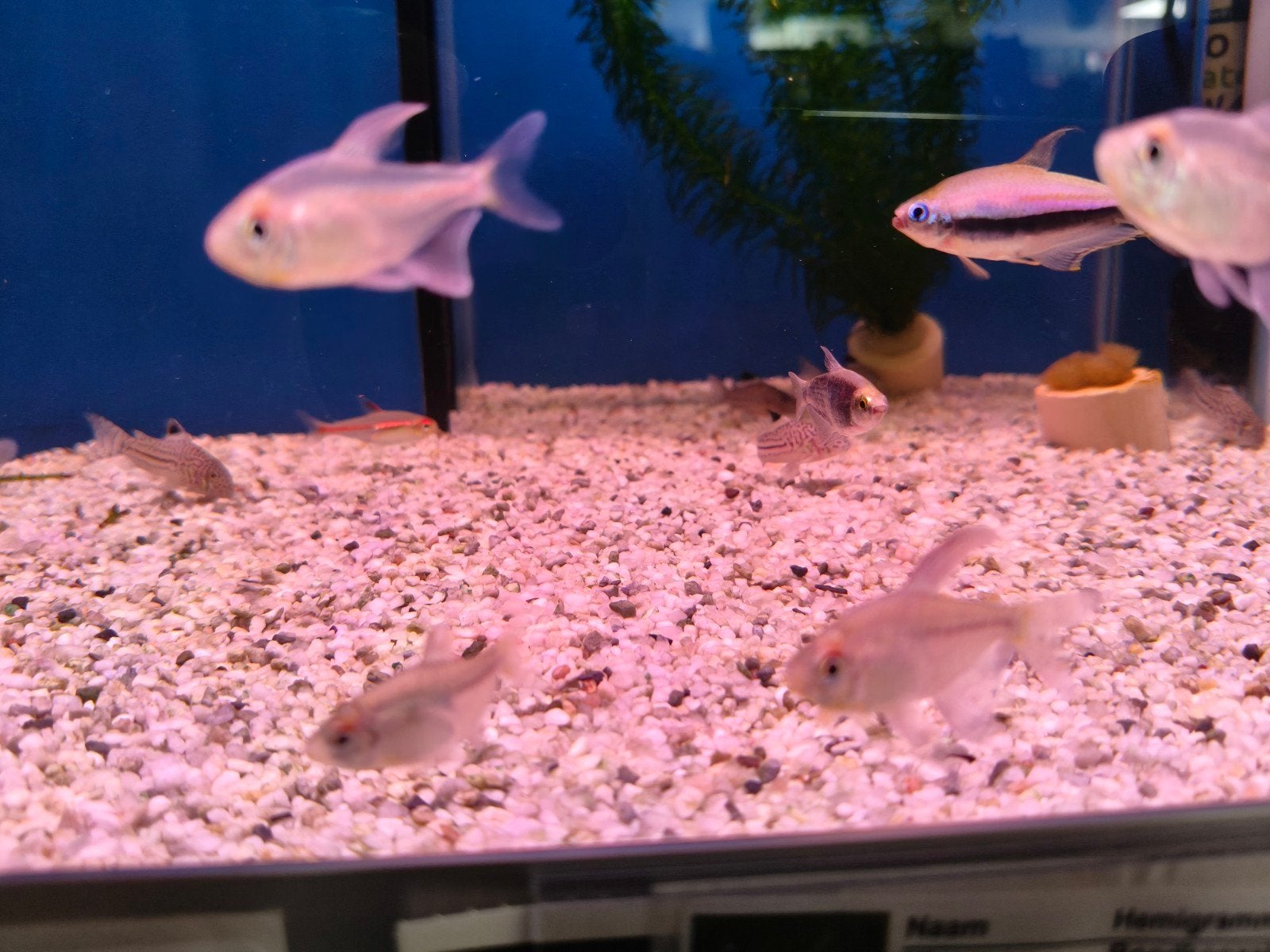 Diamantzalm, Dieren en Toebehoren, Vis