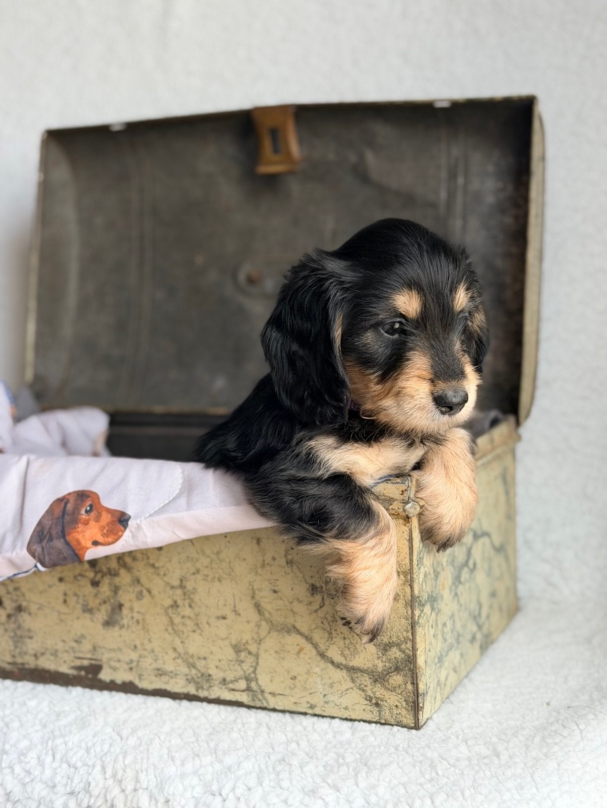 Te koop mooie ruwhaar dwerg teckels, Dieren en Toebehoren, Honden | Teckels en Dashonden, Parvo, 8 tot 15 weken, Dwerg, Meerdere