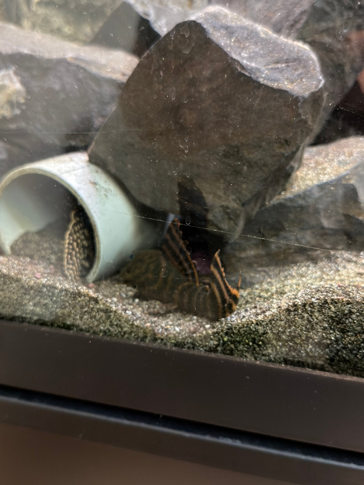 3x L397 alenquer tiger, Dieren en Toebehoren, Vis