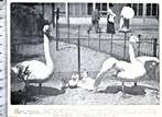 Artis 1915; wilde zwanen met 6 jongen, Verzenden, Voor 1940, Gebruikt, Dier