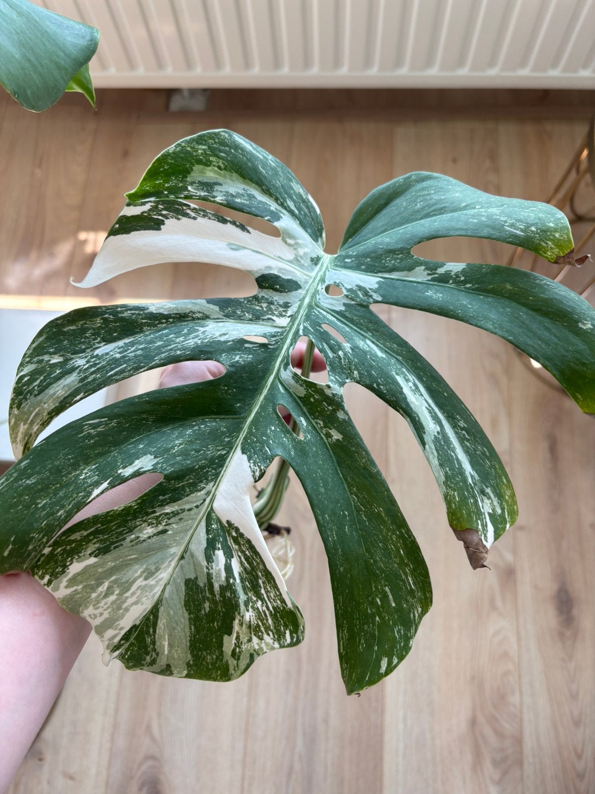 Prachtige gewortelde monstera variegata albo stek, Huis en Inrichting, Kamerplanten, Ophalen of Verzenden, Halfschaduw, Minder dan 100 cm