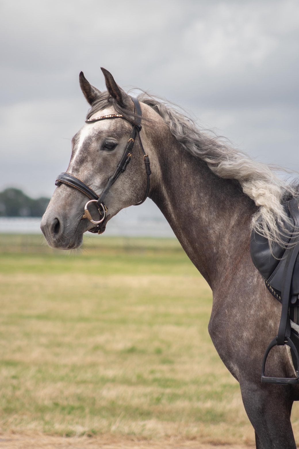 Te koop lieve bomproof merrie !, Minder dan 160 cm, Zadelmak, 3 tot 6 jaar, Recreatiepaard