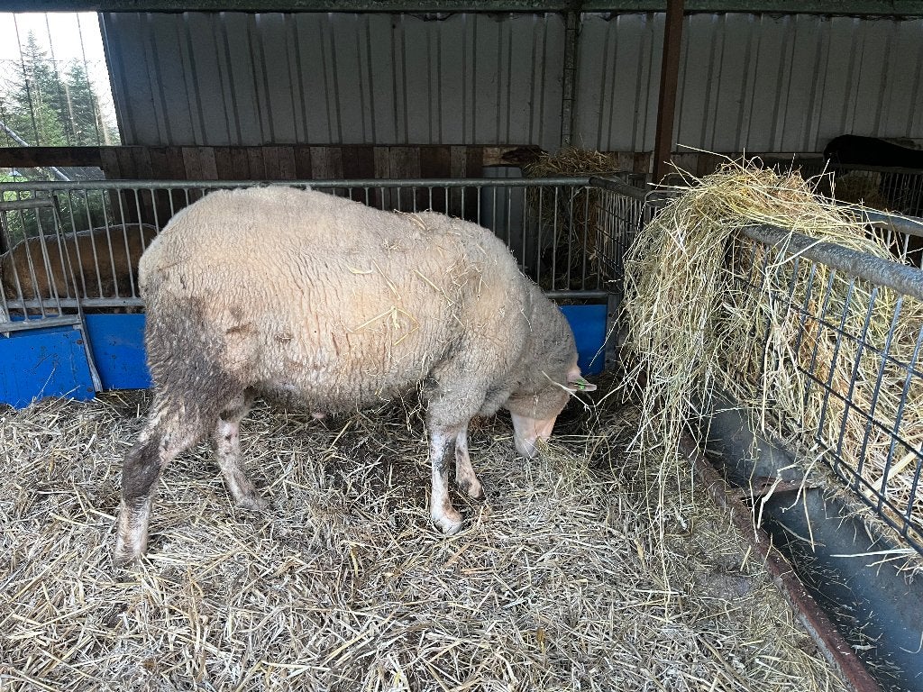 Flevolander ram, Mannelijk, Schaap, 0 tot 2 jaar