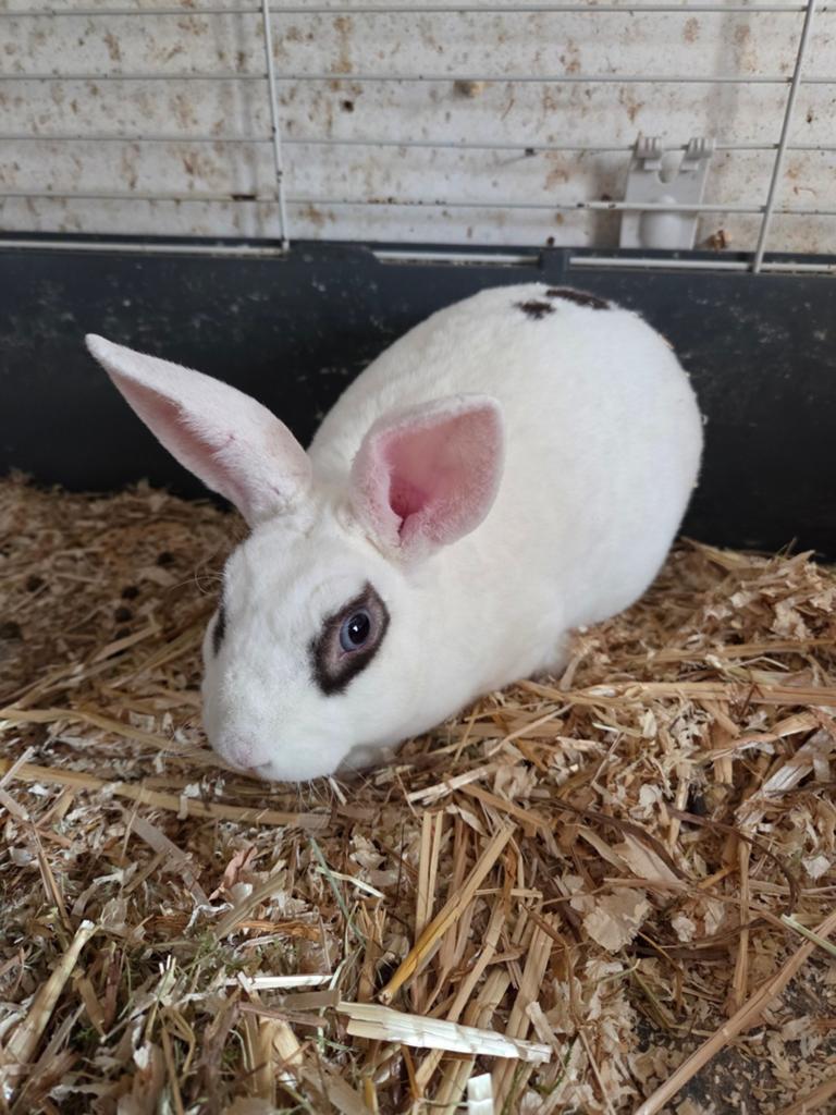 Rex voedster, Dieren en Toebehoren, Konijnen, Vrouwelijk, Dwerg