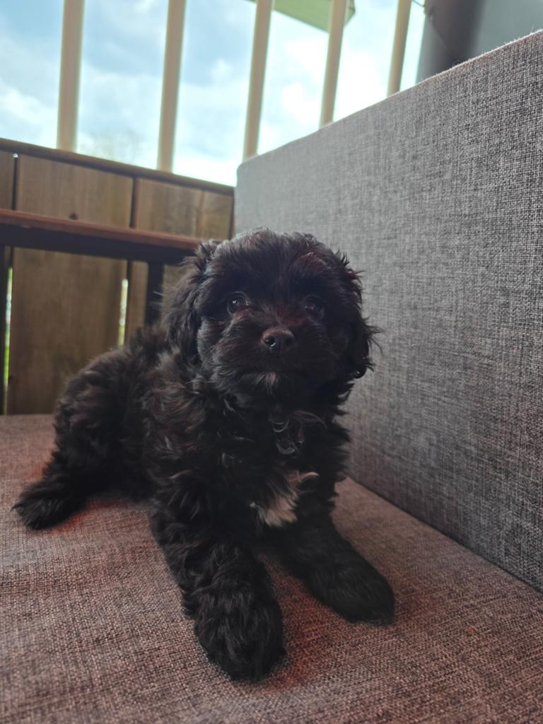 Lieve pups zoeken gouden mandje, 8 tot 15 weken, Meerdere, Meerdere dieren, Klein